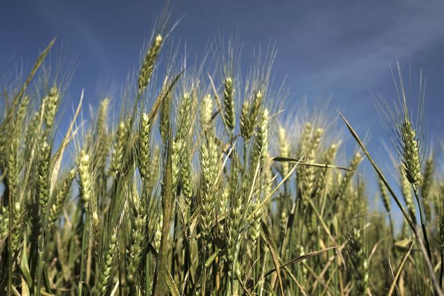 Trigo. El servicio agrícola de la Bolsa de Santa Fe detectó más parcelas con indicadores de déficit hídrico.