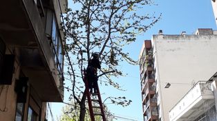 Un gato en las alturas. El felino se trepó a una de las ramas más altas de un árbol, pero finalmente fue rescatado por los bomberos.