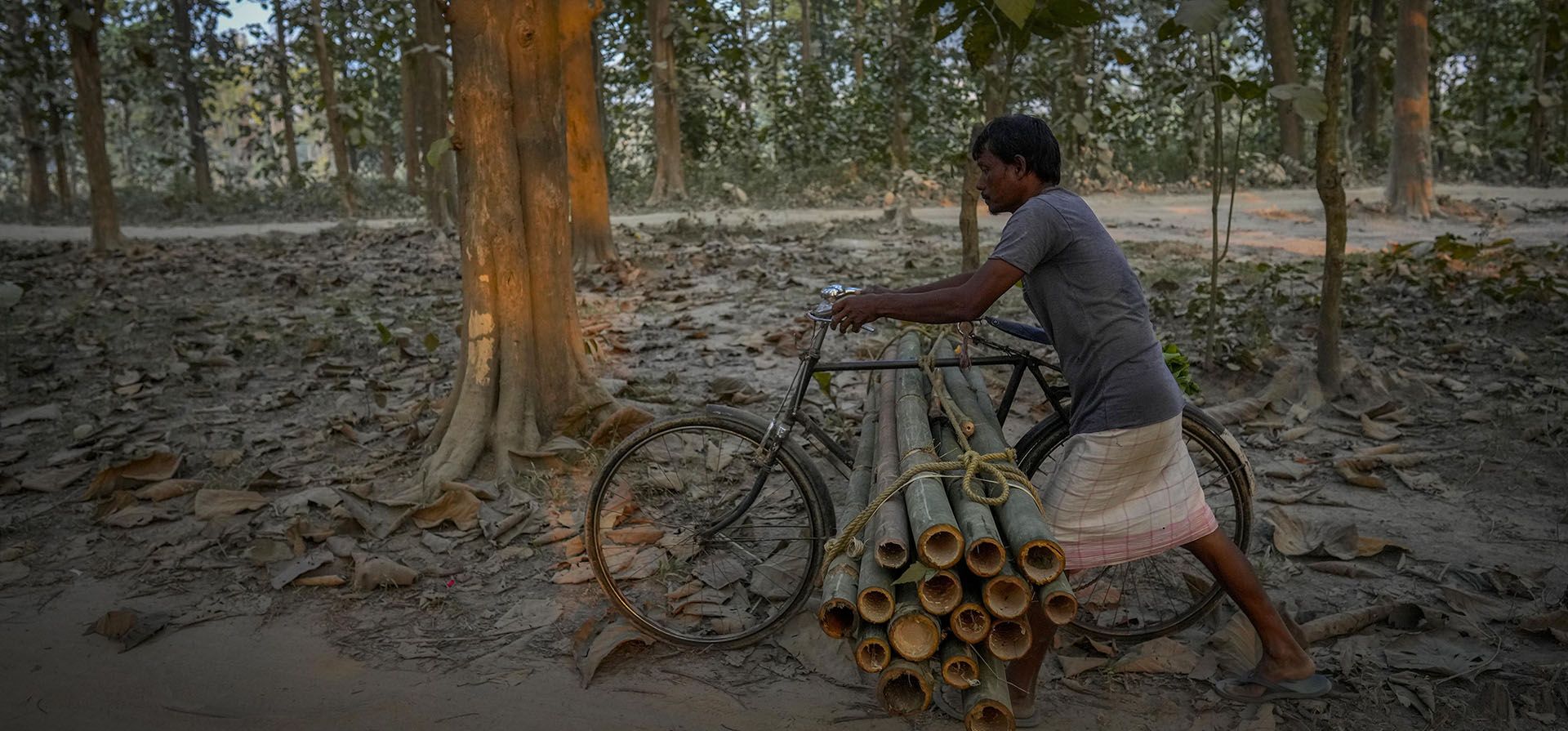 Un hombre lleva bambú en su bicicleta en las afueras de Guwahati, India, el jueves 22 de diciembre de 2022. (Foto AP/Anupam Nath)