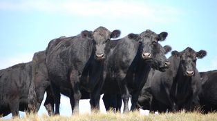 Cierre de exportaciones de carne: Un error conceptual difícil de argumentar