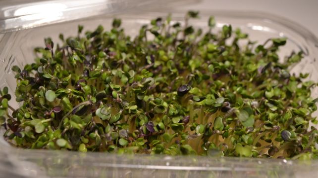 El consumo de germinados y brotes es milenario y data de más de 4 mil años en la cultura oriental.