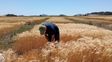 Oficializan la entrega de fertilizantes a productores de trigo y maíz