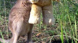 El canguro que encontró consuelo en un oso de peluche conmueve al mundo