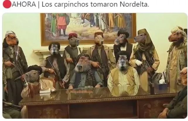 Carpinchos del Nordelta: crece la empatía hacia los roedores. Difunden Memes