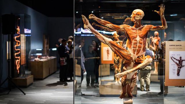 El museo de anatomía Body Worlds en Londres exhibe increíbles figuras