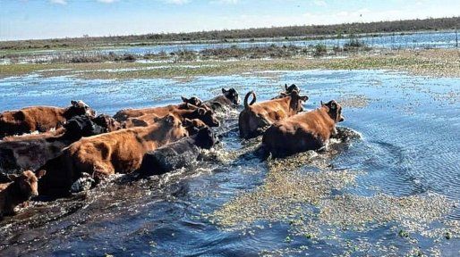 En Victoria aceleran la evacuación de hacienda ante el riesgo de una creciente
