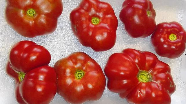 más sabor. Especialistas buscaron recuperar los datos genéticos perdidos del acervo cultural de la horticultura.