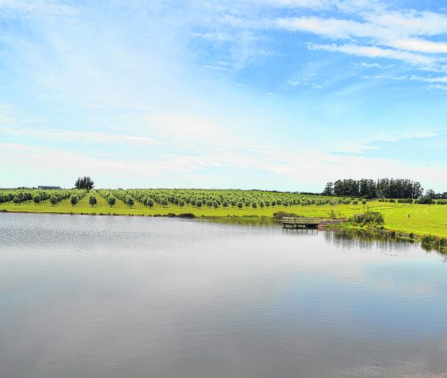 Una soberbia vista de los olivares del departamento de Maldonado