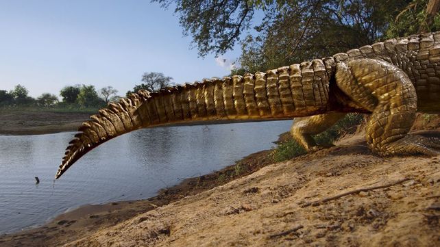 National Geographic presentó sus mejores fotografías de vida salvaje