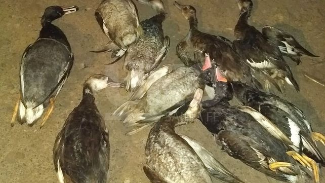 Demoraron a un depredador de la fauna silvestre y le secuestraron un arma de fuego