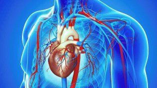 Reconocen a la arteria aorta como un órgano independiente del cuerpo humano.