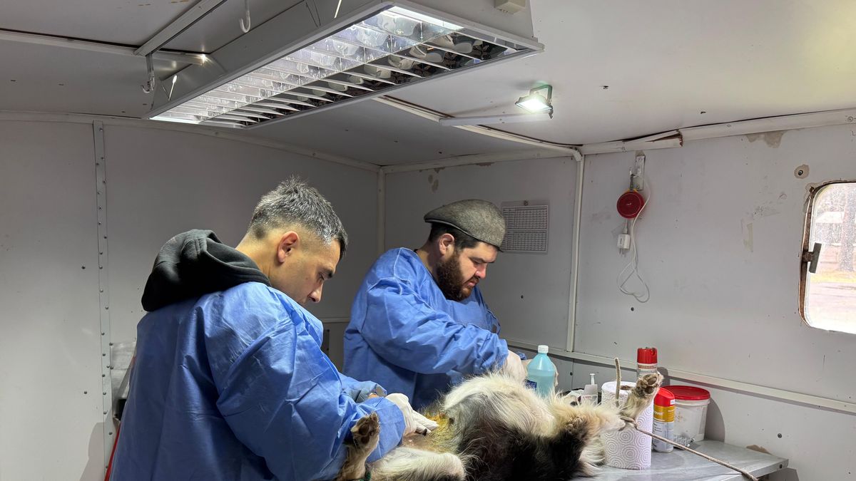 El Quirófano Móvil superó las 600 esterilizaciones en el departamento General López