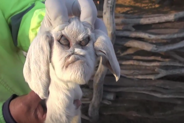 Las impactantes imágenes de un cabrito con rasgos humanos