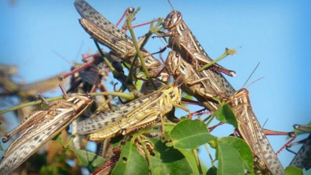 Plaga: manga de langostas ingresó a Entre Ríos