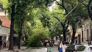 La zona de San Juan y Alvear, donde cayó un tronco de magnitud y obligó a interrumpir el recorrido de la línea K.
