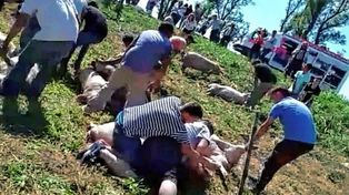 Escenas dantescas: volcó un camión cargado con cerdos vivos y vecinos los carnearon en plena ruta