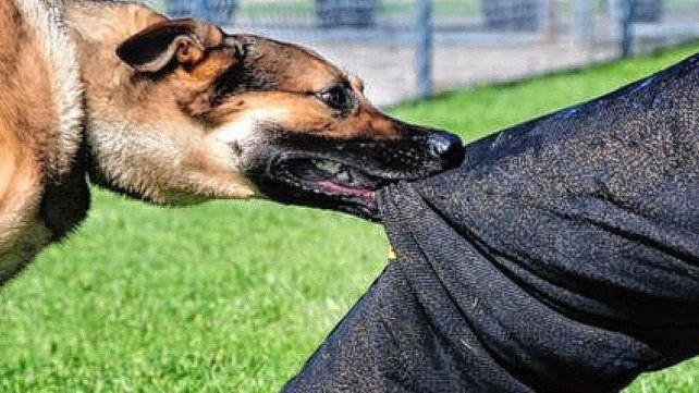 Nogoyá: estricta ordenanza busca controlar la población canina con multas elevadas