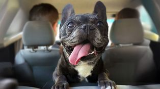 Perros y gatos: ventajas y riesgos de convivir con las mascotas