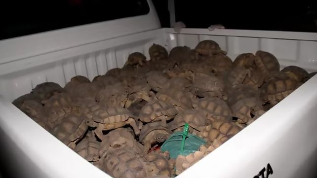 El trafico ilegal de especies silvestres significa el destierro de más de 135 especies en Argentina. Aves