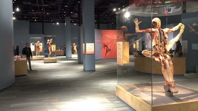 El museo de anatomía Body Worlds en Londres exhibe increíbles figuras
