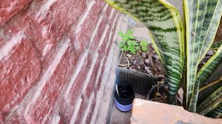 Colocan Ovitrampas para detectar huevos de mosquito y establecer alertas tempranas contra el dengue