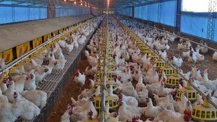 Durante el año pasado el complejo aviar exportó un total de 254.189 toneladas por u$s 417 millones.