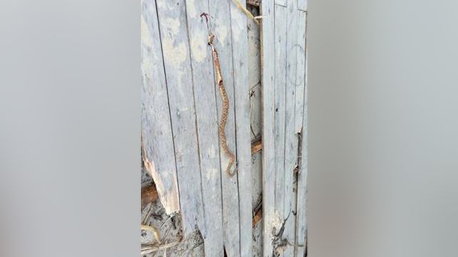 Limpiaban en el Espigón 2 y encontraron más de 30 Yararás