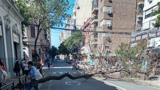 El arbolado público en la mira. Este viernes al mediodía cayó un ejemplar en Santa Fe y Paraguay. Foto de Twitter @javcraz.&nbsp;