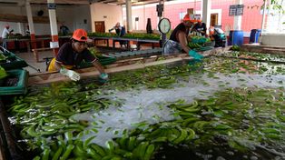 Los narcos infiltran los containers de  bananas para traficar desde Ecuador