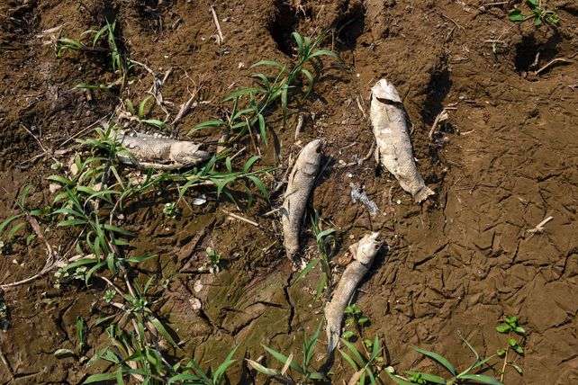 Mortandad en la isla. Las poblaciones autóctonas necesita más agua para reproducirse a mayor escala.