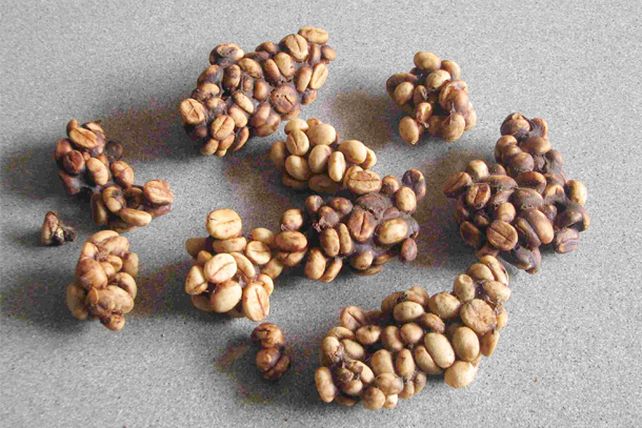 El café más caro del mundo está hecho con heces