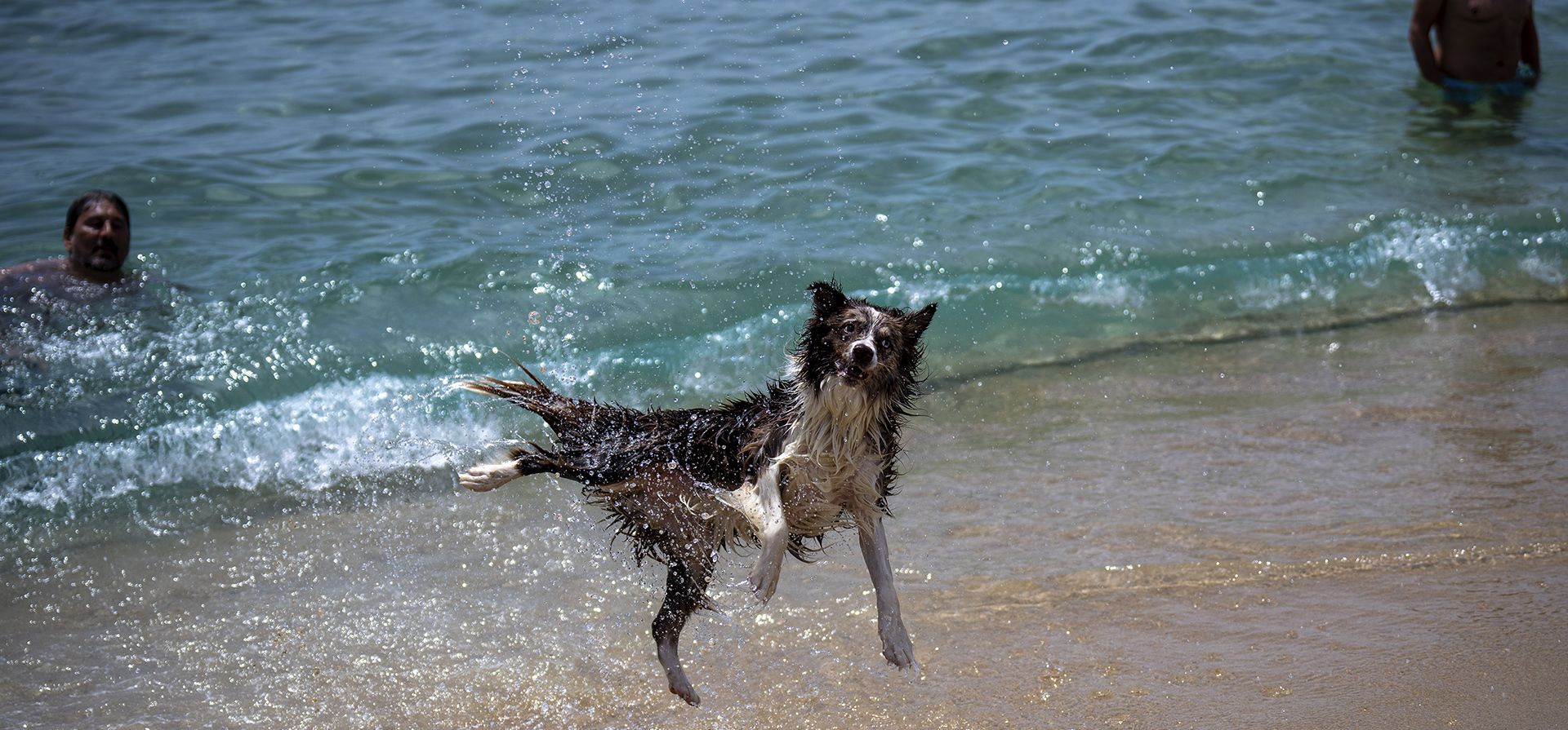 Un perro salta en una playa de Barcelona, España, el lunes 17 de julio de 2023. La agencia meteorológica española Aemet dijo que una ola de calor a partir del lunes "afectará a una gran parte de los países que bordean el Mediterráneo" con temperaturas que en algunas zonas del sur de España superarán los 42 grados. (Foto AP/Emilio Morenatti) Un perro salta en una playa de Barcelona, España, el lunes 17 de julio de 2023. La agencia meteorológica española Aemet dijo que una ola de calor a partir del lunes "afectará a una gran parte de los países que bordean el Mediterráneo" con temperaturas que en algunas zonas del sur de España superarán los 42 grados. (Foto AP/Emilio Morenatti)