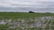 Las lluvias recargaron los suelos y mejoran perspectivas rurales