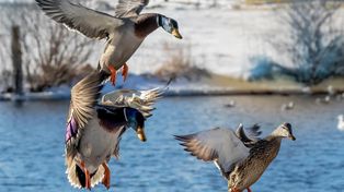 Detectaron el segundo caso de gripe aviar en dos patos silvestres en Córdoba