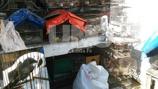 Tráfico y tenencia ilegal: secuestraron aves, jaulas y trampas en la ciudad