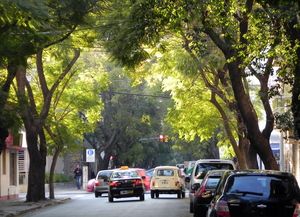 La provincia brinda recomendaciones para la temporada de poda del arbolado público