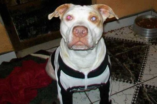 El rescate de un perro conmueve en las redes sociales