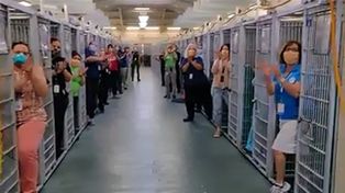 Video: la increíble historia de un refugio que logró que adoptaran a todas sus mascotas 
