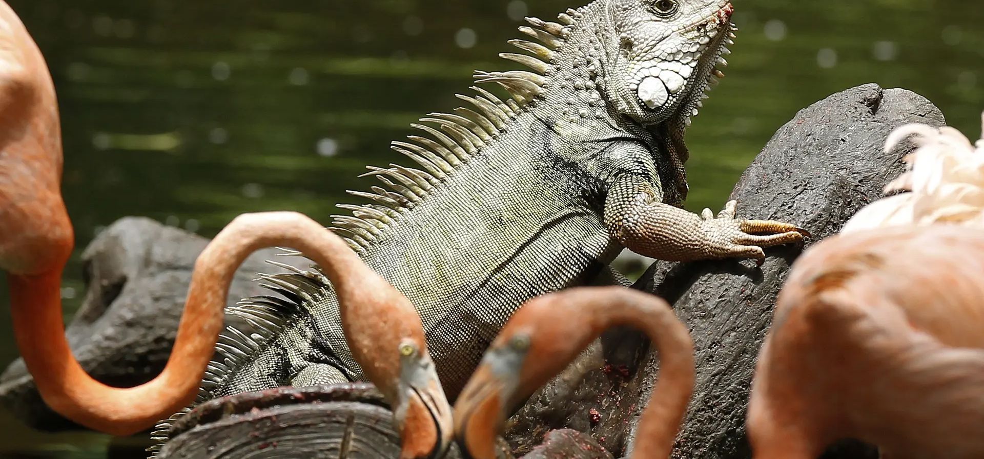 Medellín, Colombia. Una iguana toma el sol de flamencos rojos en el parque de conservación dedicado a la protección de la biodiversidad y las especies nativas y endémicas. Fotografía: Luis Eduardo Noriega A/EPA Medellín, Colombia. Una iguana toma el sol de flamencos rojos en el parque de conservación dedicado a la protección de la biodiversidad y las especies nativas y endémicas. Fotografía: Luis Eduardo Noriega A/EPA