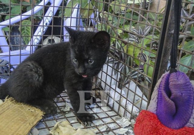 El gato rescatado./ Gentileza El Periódico.