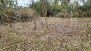 Vecinos denunciaron que se está practicando un desmonte ilegal en un bosque nativo protegido por ley.&nbsp;