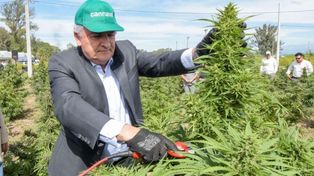 Jujuy inició la cosecha de cannabis medicinal más importante de Latinoamérica