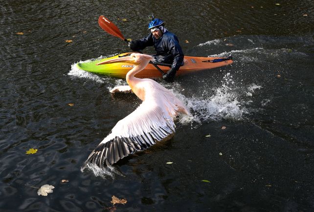 El curador de un zoológico en kayak intenta atrapar a un pelícano para trasladarlo a su recinto de invierno en el zoológico de Liberec