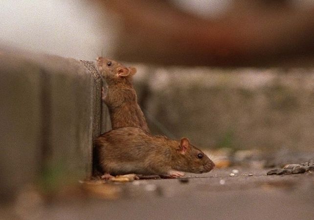 El avance de demoliciones y obras aumenta la presencia de ratas en Rosario