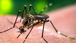 Desde Salud confirmaron 26 casos de dengue en la provincia