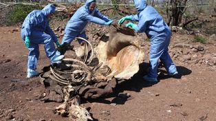 Alarma mundial por la masacre de rinocerontes