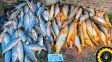 Islas del Ibicuy: decomisan un cargamento ilegal con casi 200 piezas de pescado
