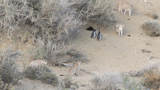 Pumas y pingüinos: la interacción inédita que reconfigura el ecosistema patagónico