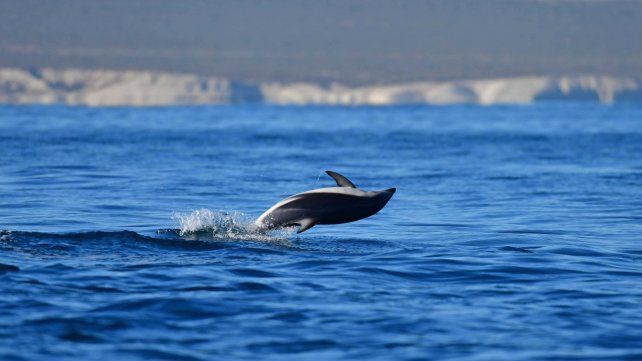 Una de las tantas postales que protagonizaron los delfines este fin de semana en Puerto Madryn. 