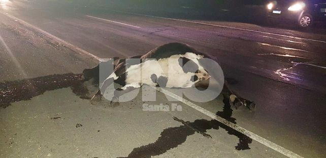 Dos autos chocaron dos vacas en la autopista Santa Fe - Rosario y lo pueden contar